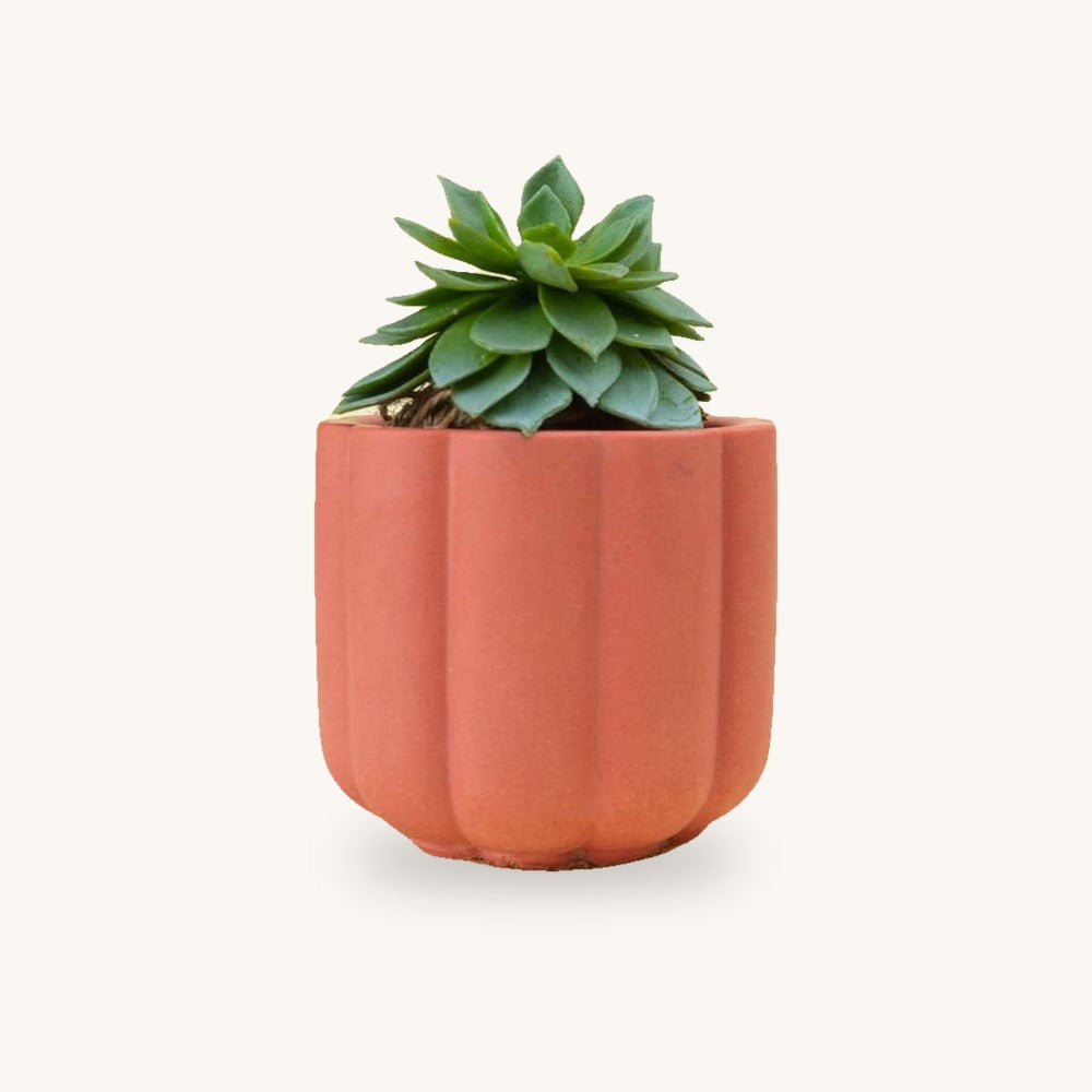 Planters category — cream studio thumbnail