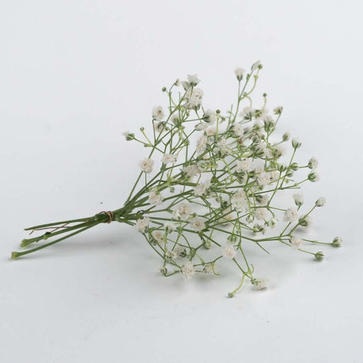 Dried Natural Baby Breathe Flowers - ModVilla