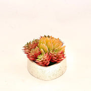 Evil Eye Planter - ModVilla