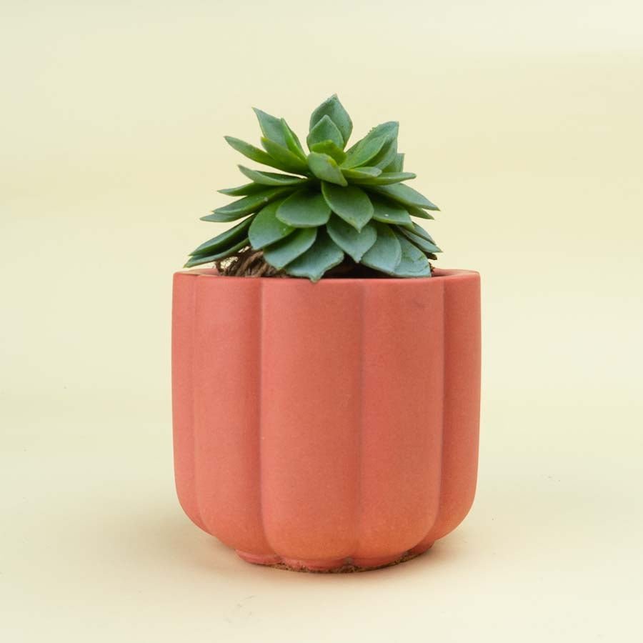 Flora Planter, handcrafted planter